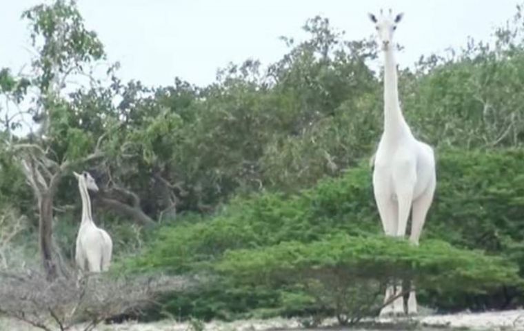 肯尼亚唯一的雌性白色长颈鹿和幼崽被偷猎者杀害.jpg