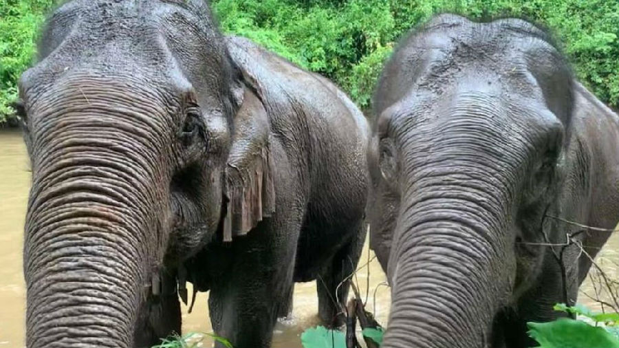 Tourism income has plummeted, and Thai elephants may go hungry.jpg