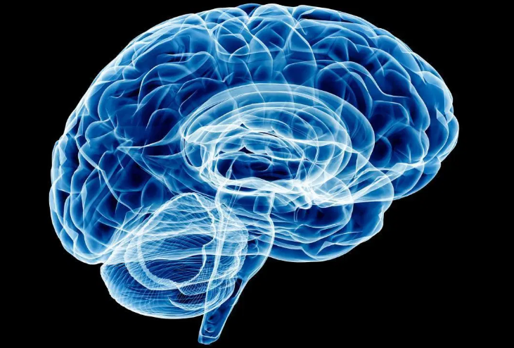 研究表明罪犯的大脑体积较小.png