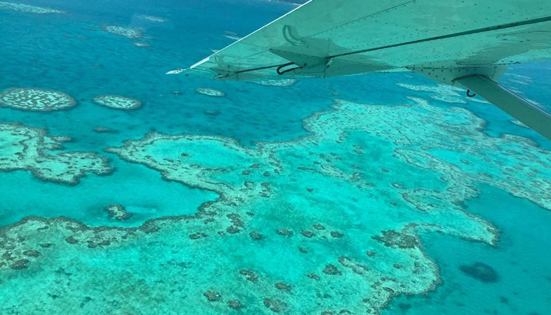大堡礁五年内出现第三次大规模珊瑚白化.jpg