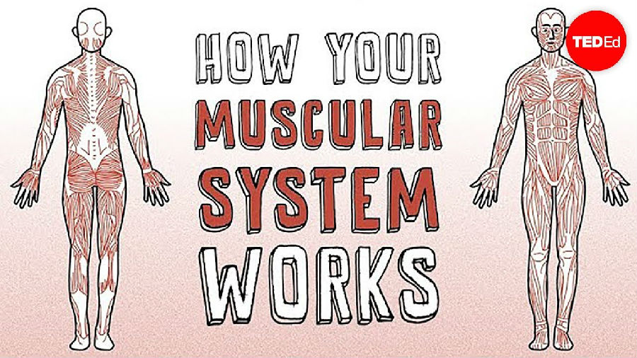 肌肉系统是如何工作的