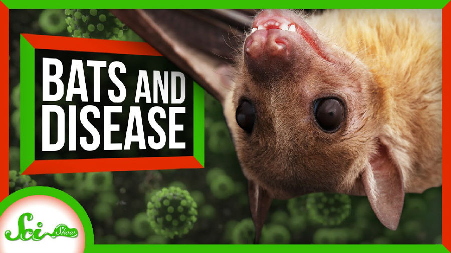 为什么蝙蝠携带这么多危险的疾病（1）.jpg