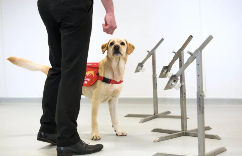 The UK began training dogs to detect the new crown virus.jpg