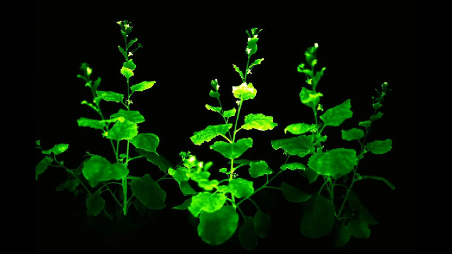 科学家创造出一生都能发光的新植物.jpg