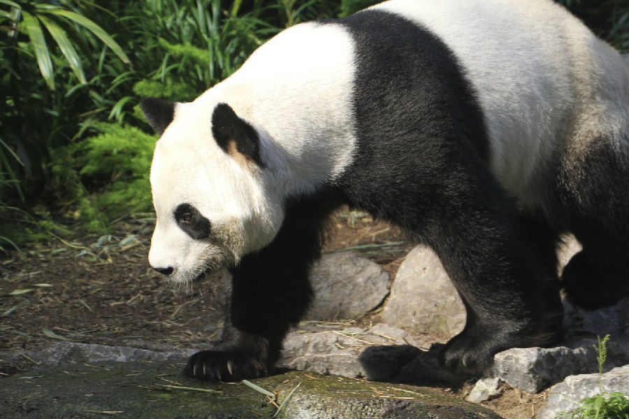 The pandas from Canada will return home early.jpg