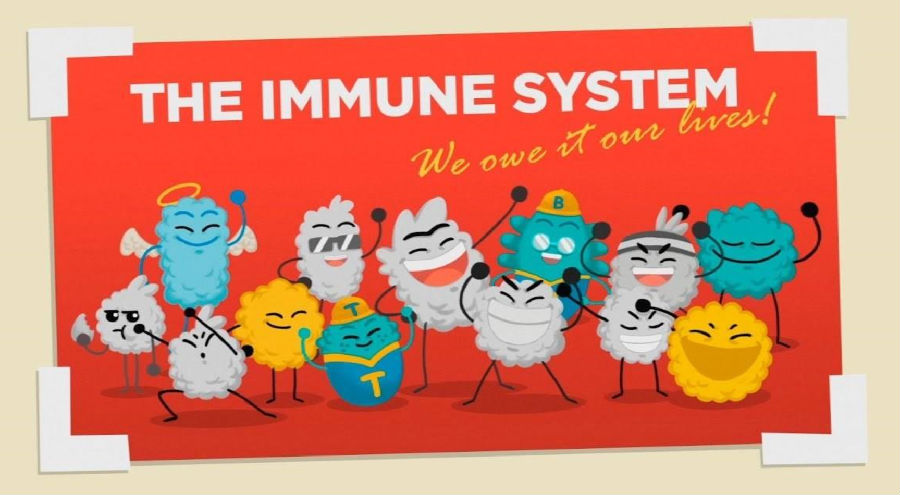免疫系统是怎么工作的
