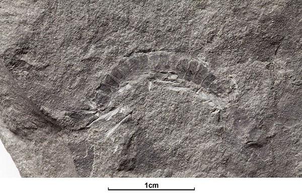 苏格兰出土的已知最古老陆地动物化石.jpeg