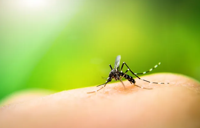 美国将在佛州和德州释放转基因蚊子.jpg