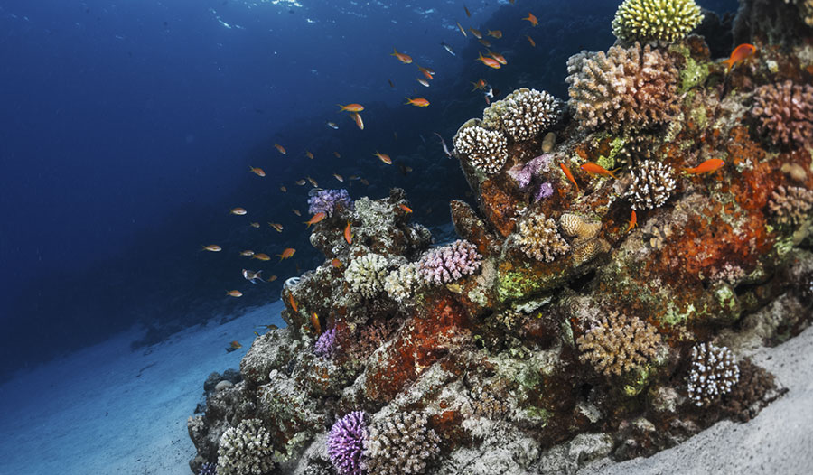 大堡礁今年最大规模珊瑚白化.jpg