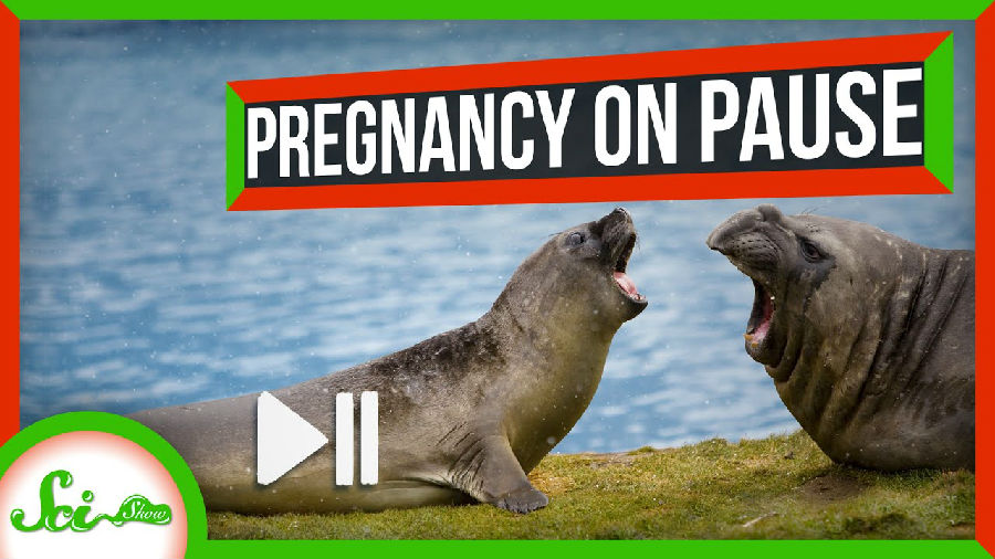 一些哺乳类动物可以暂停妊娠