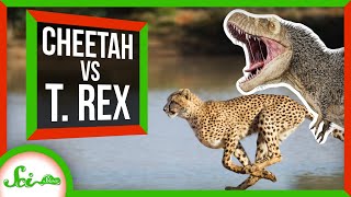 为什么猎豹是最快的陆地动物
