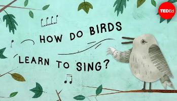 鸟类是如何学会唱歌的?