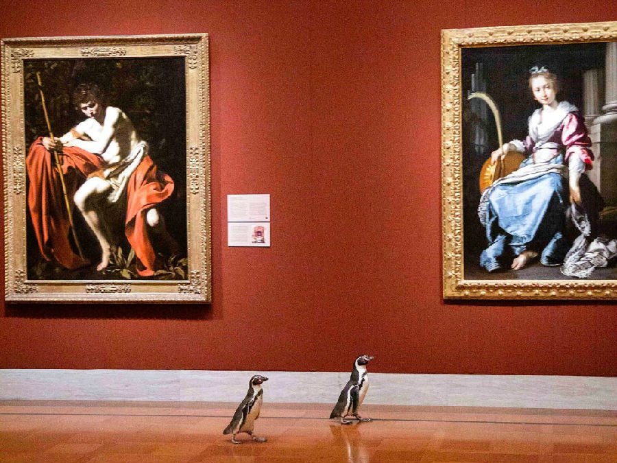 企鹅组团参观艺术馆
