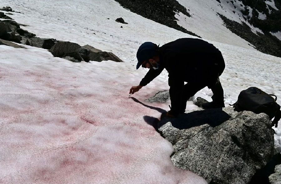 阿尔卑斯山的雪变成了粉红色.jpg
