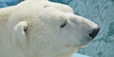 气候变化将使北极熊在本世纪末灭绝.jpg