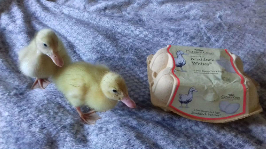 超市鸭蛋孵化出三只小鸭