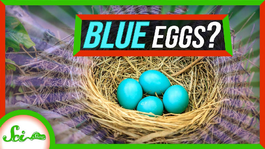 那些蓝色的鸟蛋是怎么回事