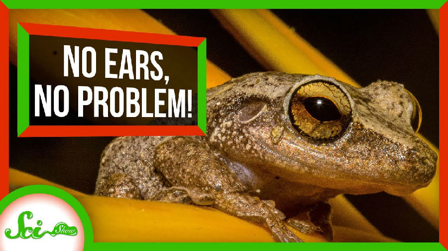 青蛙有耳朵吗