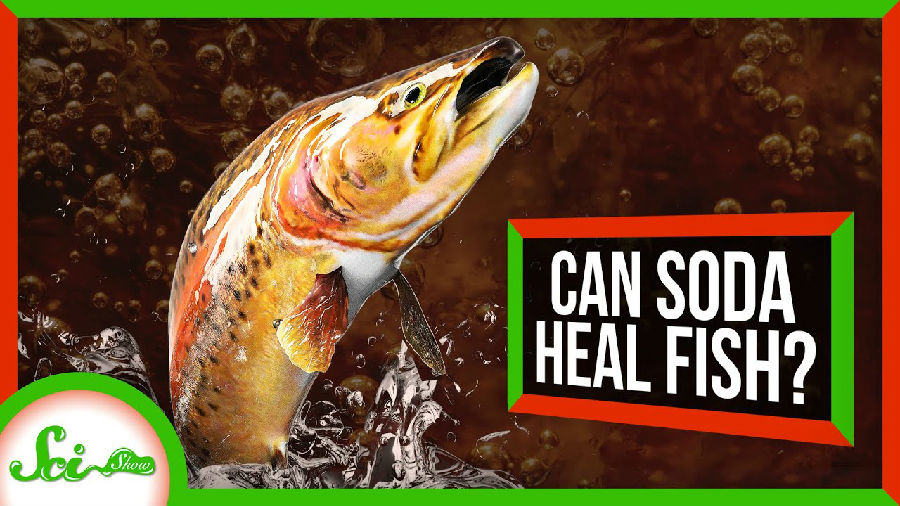 苏打水能够救活一条快死的鱼吗