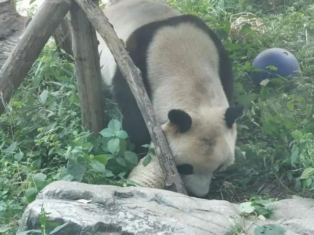 北京动物园公布熊猫福星“秃头”原因.jpeg