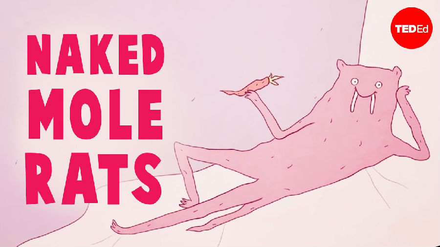 裸鼹鼠是地球上最奇怪的哺乳动物吗?