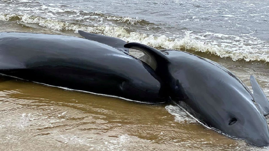 Rare large-scale whale stranding occurred in Australia.jpg