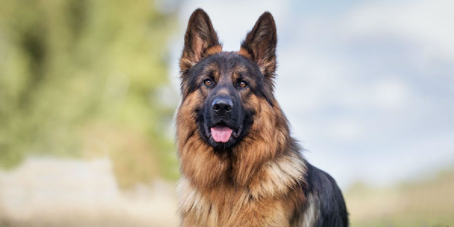 german-shepherd-dog-1557314959.jpg