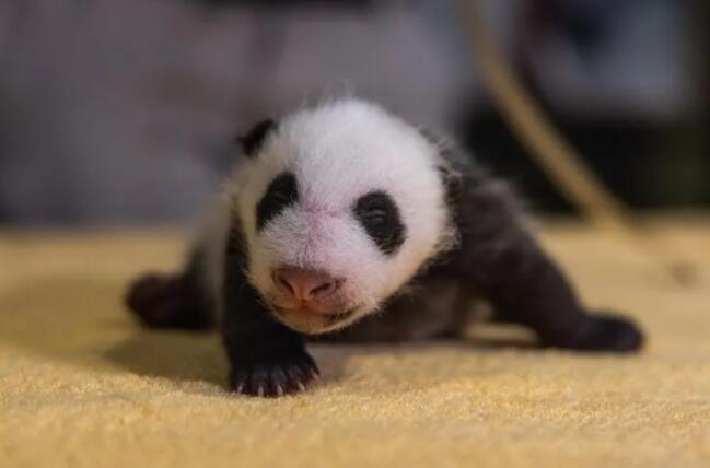 美国国家动物园公布大熊猫幼崽为雄性.jpg