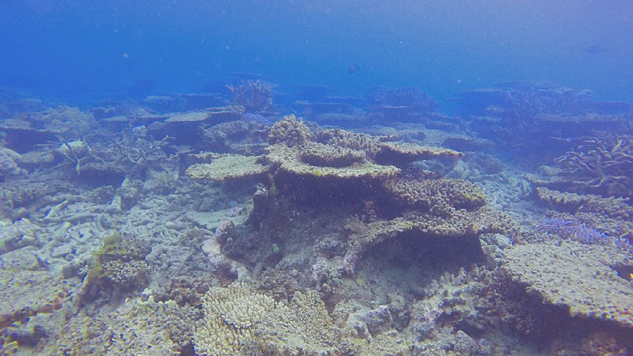 1995年以来,澳大利亚大堡礁珊瑚减少逾50%.jpg