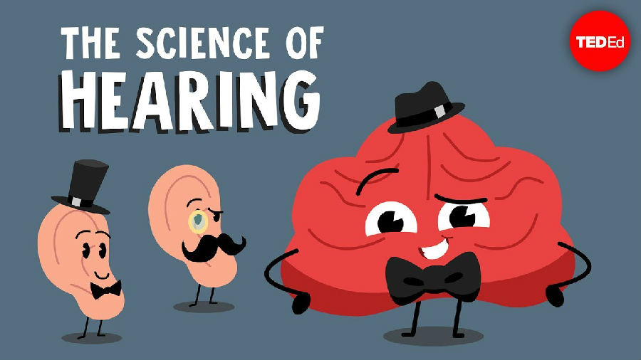 有关听力的科学知识