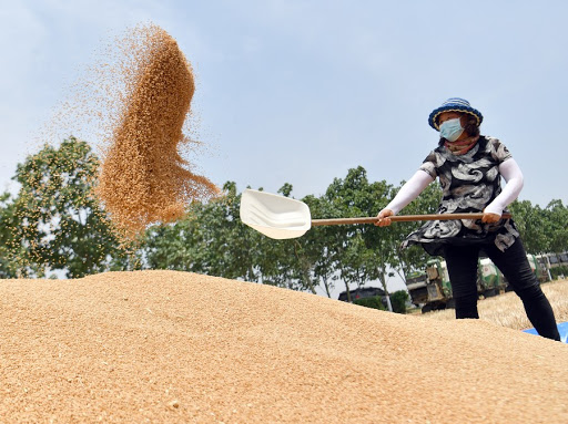 This year’s grain harvest is a foregone conclusion.jpg