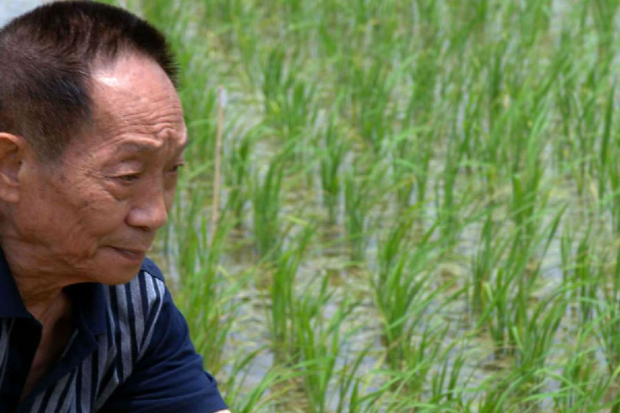 The double-season hybrid rice yield of Yuan Longping’s team exceeded 1500 kg.jpg
