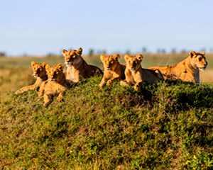 Lion-King-Safari_副本.jpg