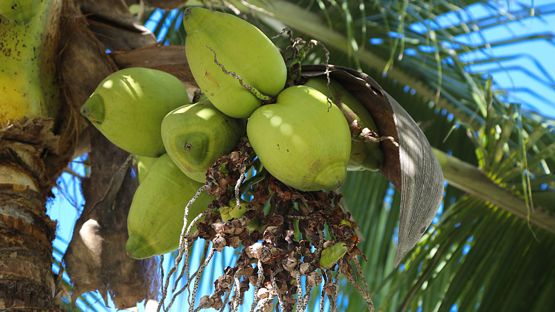 巴厘岛的这所学院可用椰子和树叶抵学费.jpg
