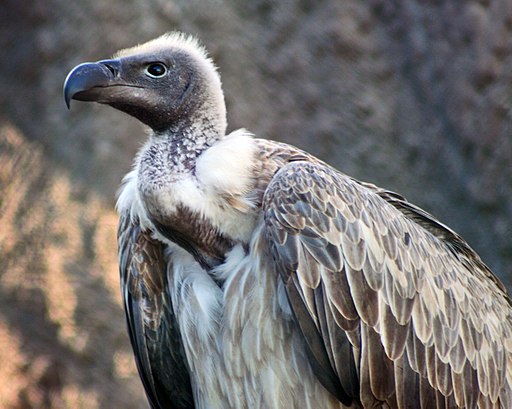 Vultures-1.jpg