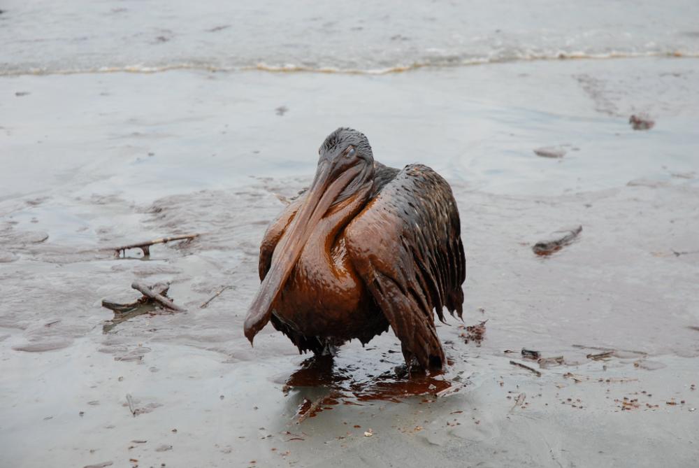 为何石油泄漏对鸟类的影响如此之大?(2).jpg