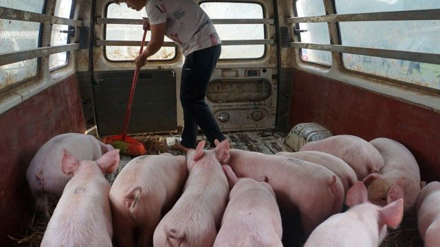 Pork price cuts CPI rose to a record low.jpg
