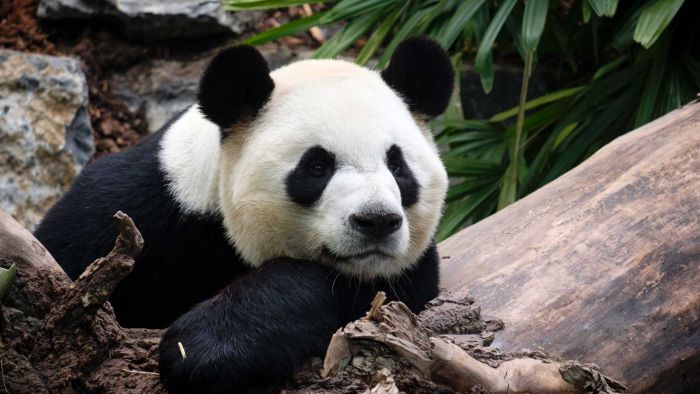 旅加大熊猫