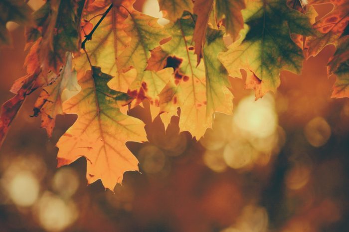 气候变暖导致秋天树叶提前变色掉落.jpg
