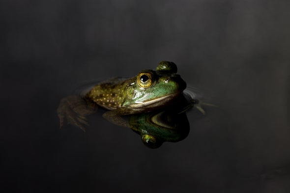 青蛙.jpg