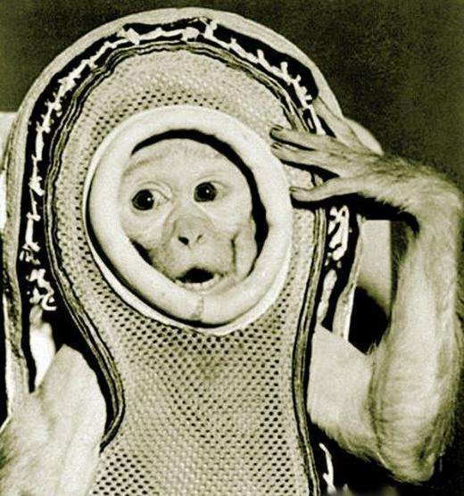 猴子航天员阿尔伯特.jpg