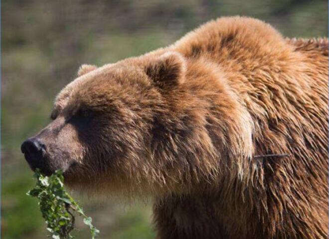 美国黄石公园最年长灰熊去世.jpg