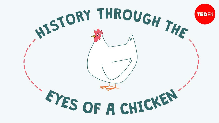 通过一只鸡的眼睛看历史