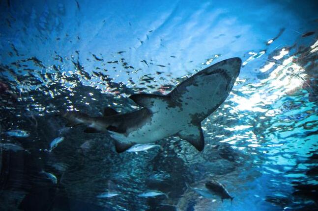 过度捕捞致鲨鱼数量半世纪内下降71%.jpg