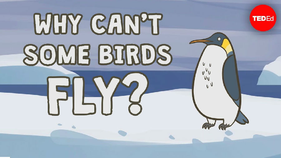 为什么有些鸟类不会飞