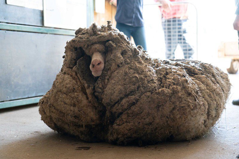 澳洲流浪羊剪下35公斤羊毛.jpg