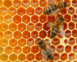 honey+bee+frame_副本.jpg