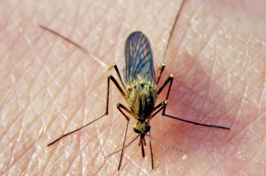蚊子对你的态度 取决于你的基因