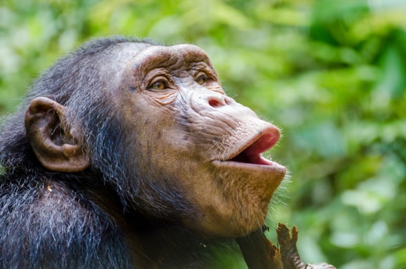 黑猩猩语言.jpg