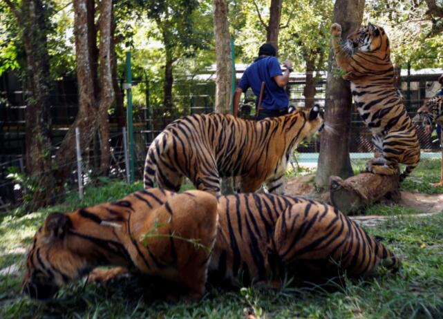 泰国老虎公园希望外国游客回归.jpg